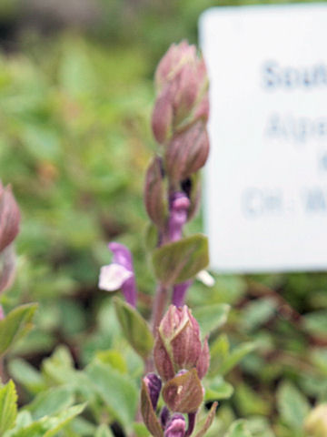 Scutellaria alpina