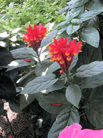 Scutellaria costaricana