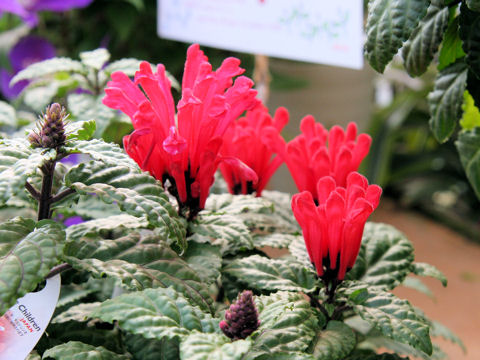 Scutellaria costaricana cv. Scarlet