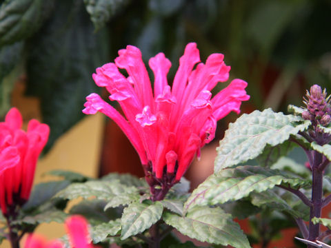 Scutellaria costaricana cv. Scarlet