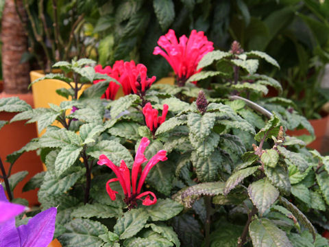 Scutellaria costaricana cv. Scarlet