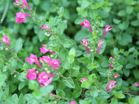 Scutellaria suffrutescens