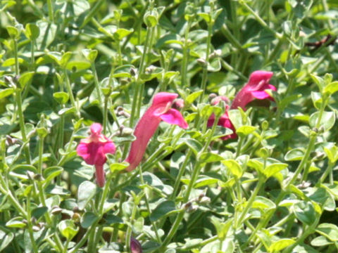 Scutellaria suffrutescens