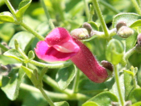 Scutellaria suffrutescens