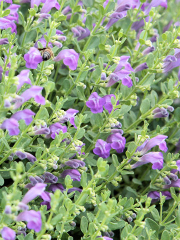 Scutellaria wrightii