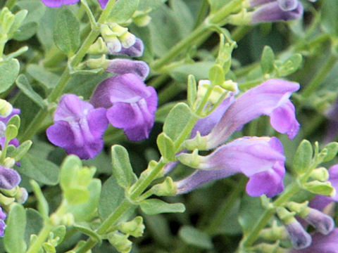 Scutellaria wrightii