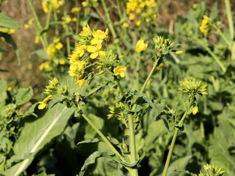 Brassica napus