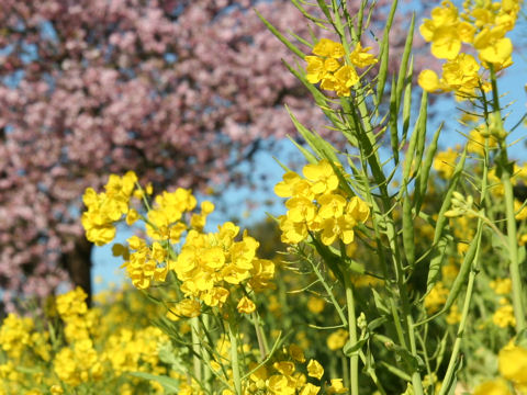 Brassica napus