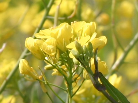 Brassica napus