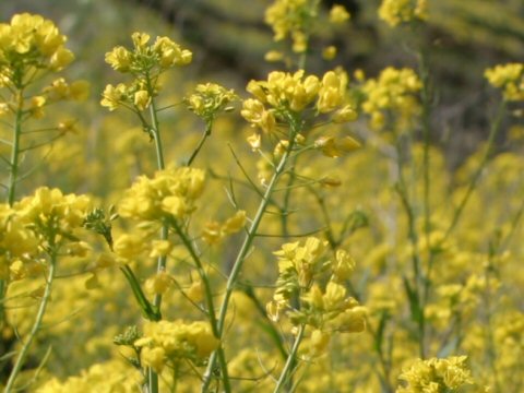 Brassica napus