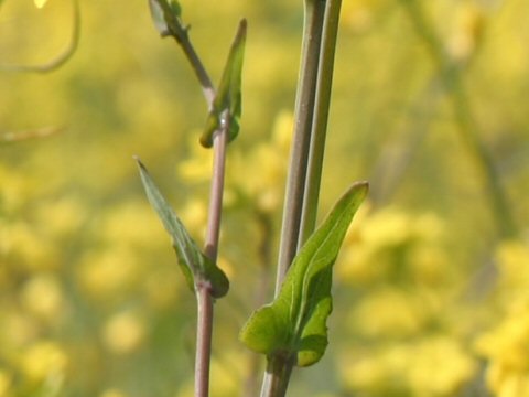 Brassica napus