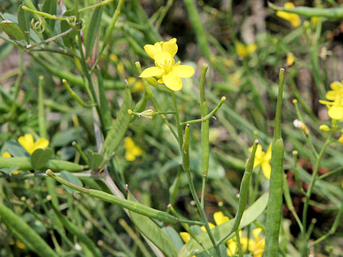 Brassica napus