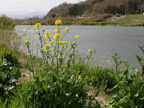 Brassica napus