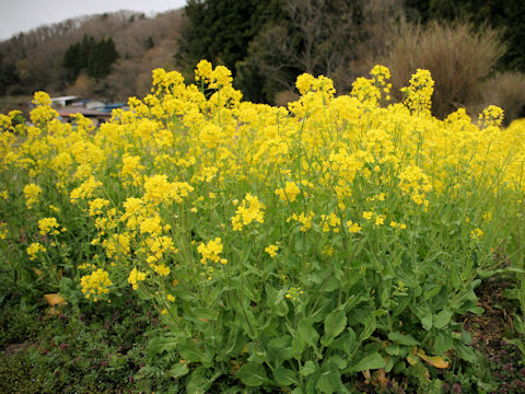 Brassica napus