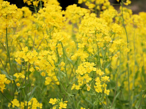 Brassica napus