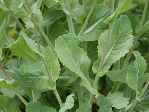 Brassica napus