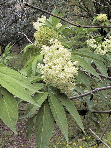 Sambucus racemosa