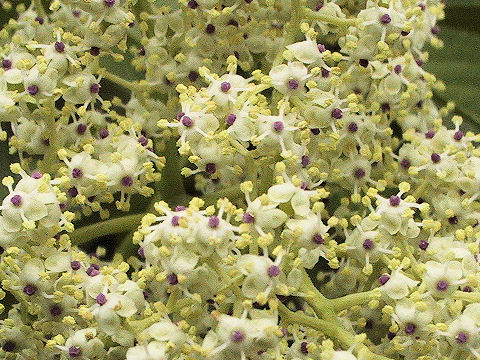 Sambucus racemosa