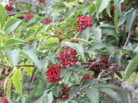 Sambucus racemosa