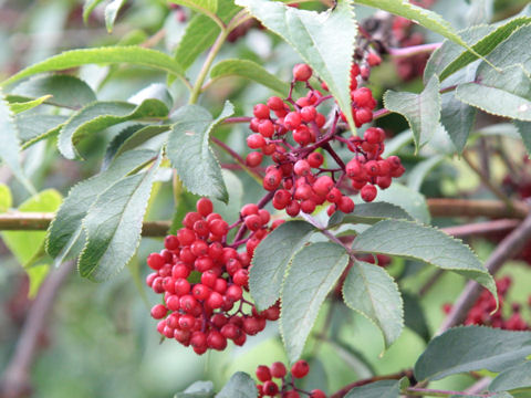 Sambucus racemosa