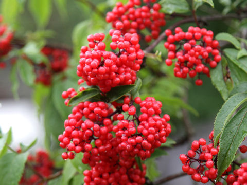 Sambucus racemosa