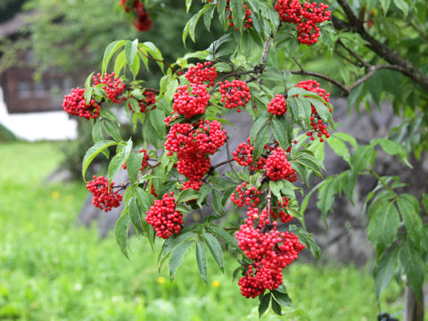 Sambucus racemosa