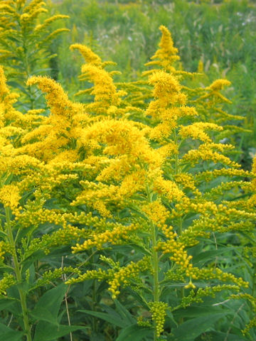 Solidago altissima