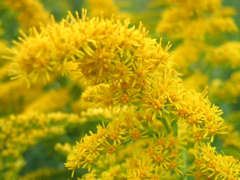 Solidago altissima