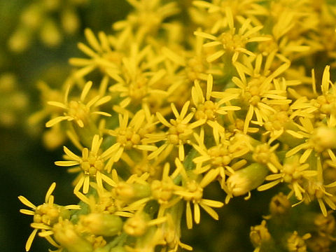 Solidago altissima