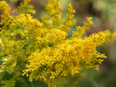 Solidago altissima