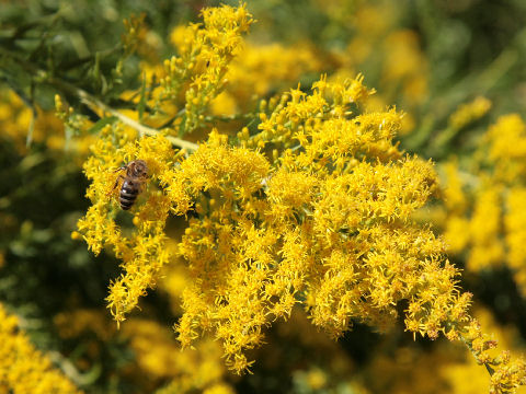 Solidago altissima