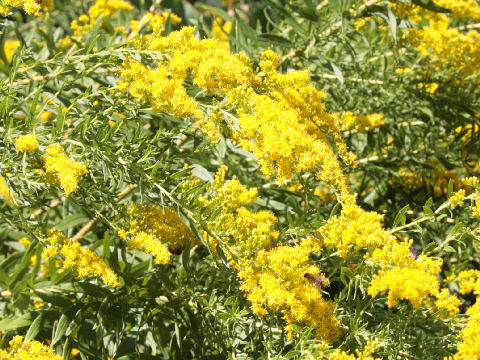 Solidago altissima