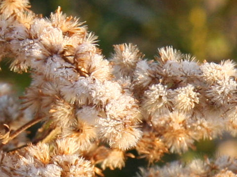 Solidago altissima