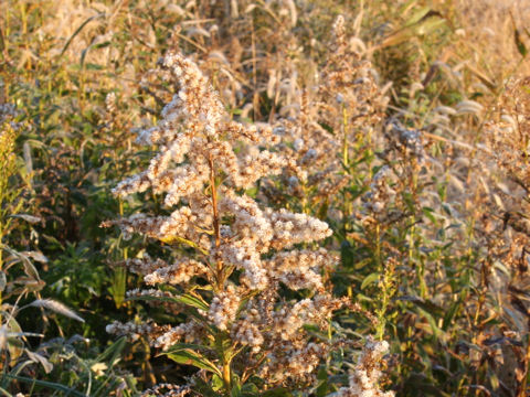 Solidago altissima