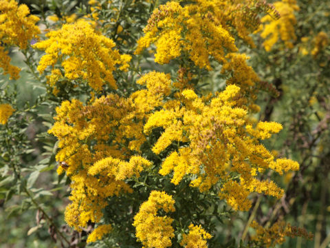 Solidago altissima