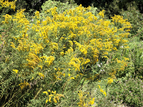 Solidago altissima