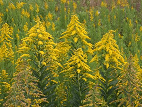 Solidago altissima