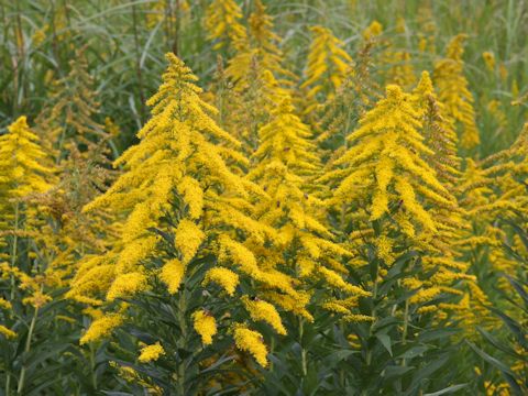 Solidago altissima