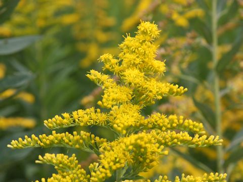 Solidago altissima