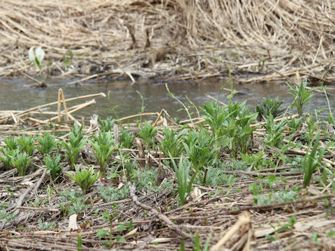 Solidago altissima