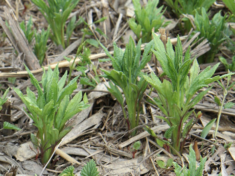 Solidago altissima