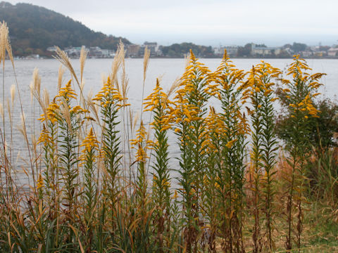 Solidago altissima