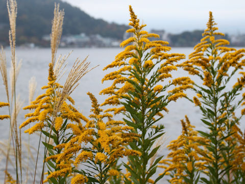 Solidago altissima