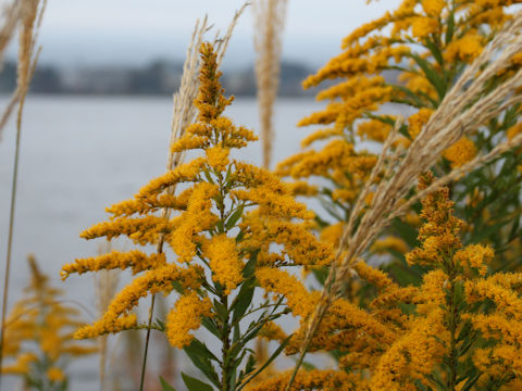 Solidago altissima