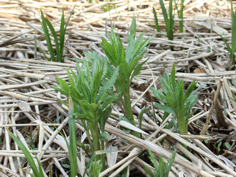 Solidago altissima