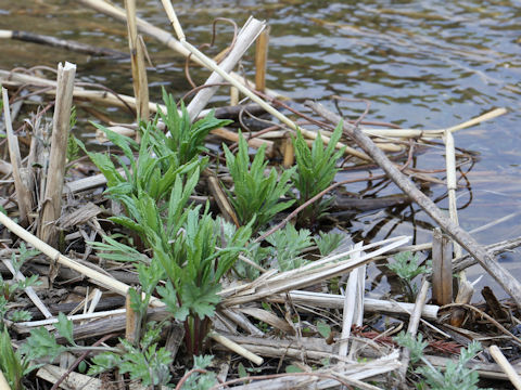 Solidago altissima