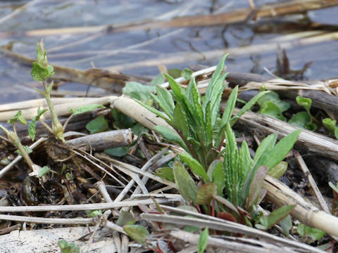 Solidago altissima