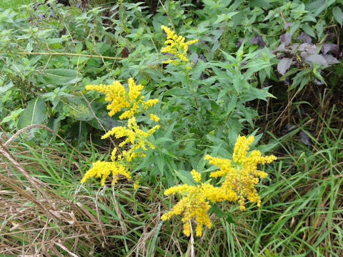 Solidago altissima