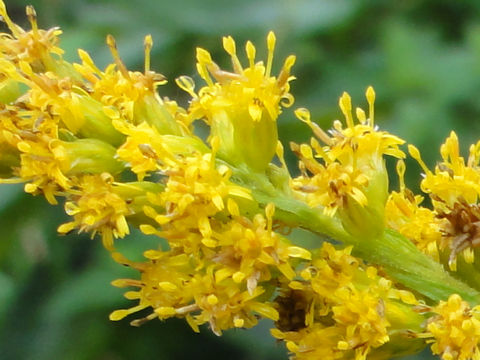 Solidago altissima