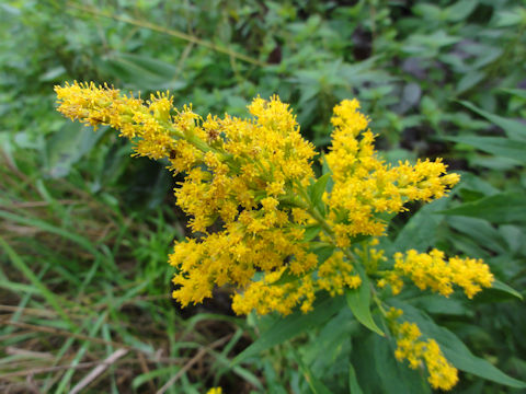 Solidago altissima